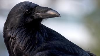 Crow